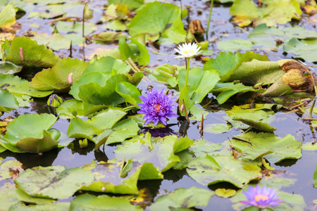 water lily in pondの写真素材