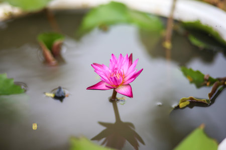 water lily in pondの写真素材