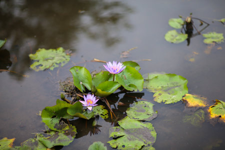 water lily in pondの写真素材
