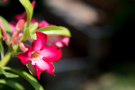 red flower on black backgroundの写真素材