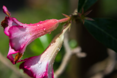 closeup of a flowerの写真素材