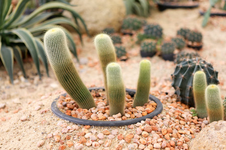 cactusの写真素材