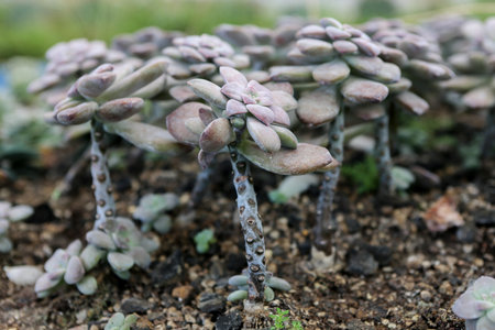 young plants in the gardenの写真素材