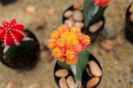 flowers in gardenの写真素材