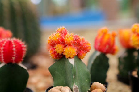 flowers in the gardenの写真素材