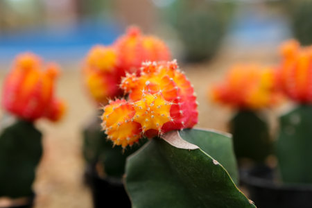 Plants and Flowersの写真素材