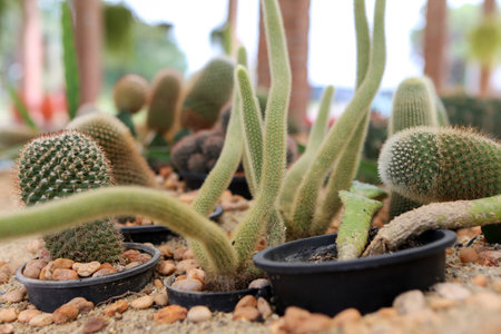 cactus in potsの写真素材