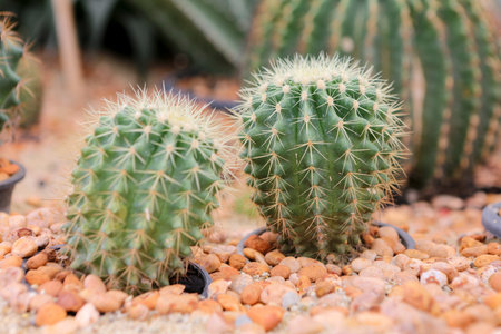 cactus in gardenの写真素材