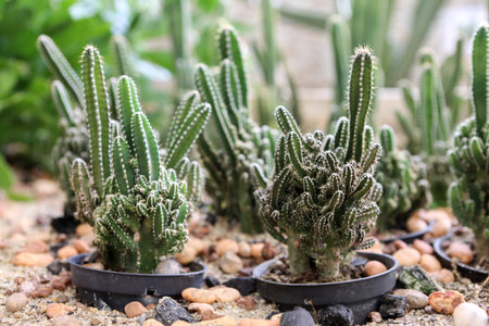 cactus in a potの写真素材