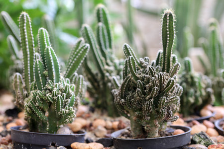 cactus in a potの写真素材