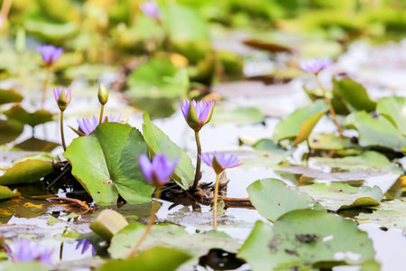 pink water lily in pondの写真素材