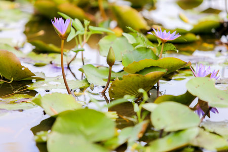 pink water lily in pondの写真素材