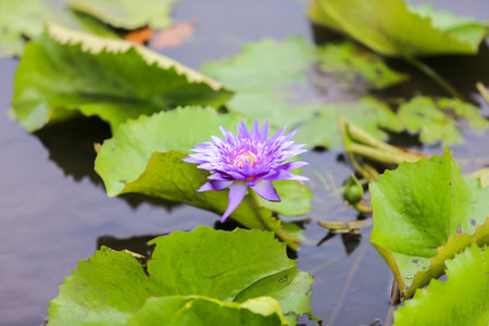 pink water lilyの写真素材
