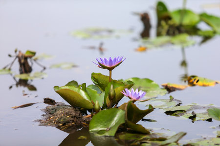 water lily in a pondの写真素材