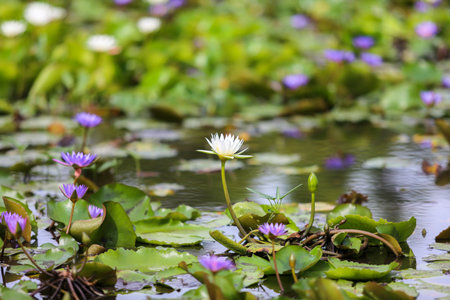 flowers in the gardenの写真素材