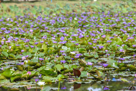 water lily in pondの写真素材