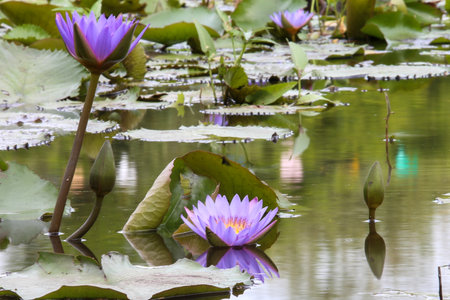 water lilies in pondの写真素材