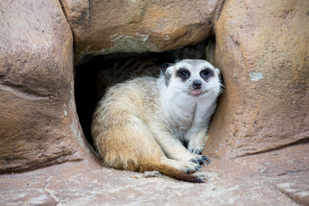 meerkat on guardの写真素材