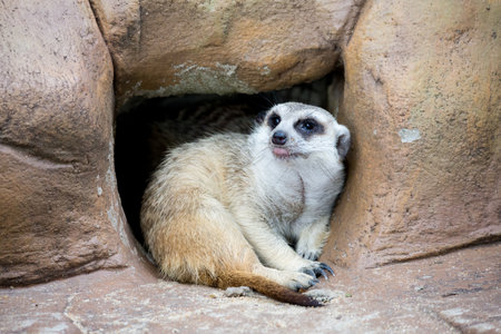 meerkat on guardの写真素材