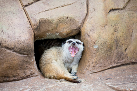 meerkat on guardの写真素材