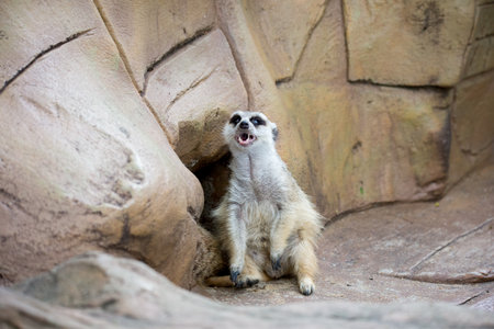 meerkat on guardの写真素材