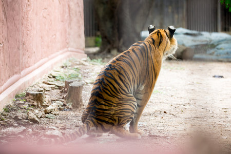 tiger in zoo
