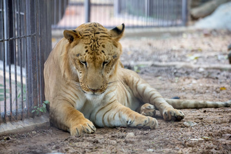 tiger in zooの写真素材