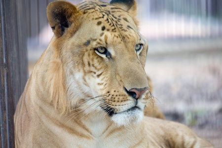 portrait of a lionの写真素材