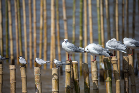 fence on the beachの写真素材