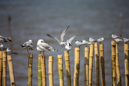 fence on the beachの写真素材