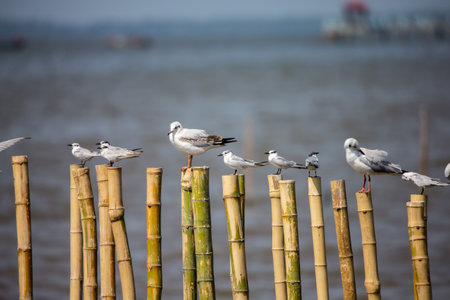 fence on the beachの写真素材
