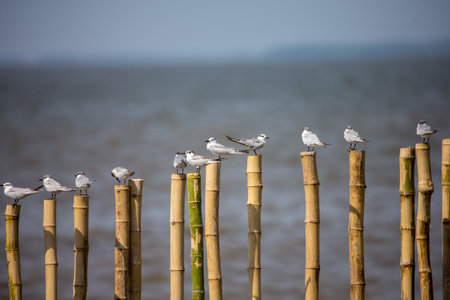 fence on the beachの写真素材
