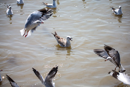 Seagull at Bangpoo, Thailandの写真素材