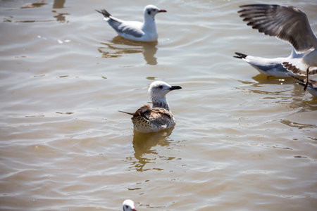 Seagull at Bangpoo, Thailandの写真素材