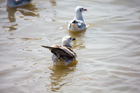 Seagull at Bangpoo, Thailandの写真素材