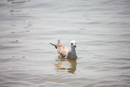 Seagull at Bangpoo, Thailandの写真素材