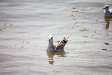 Seagull at Bangpoo, Thailandの写真素材