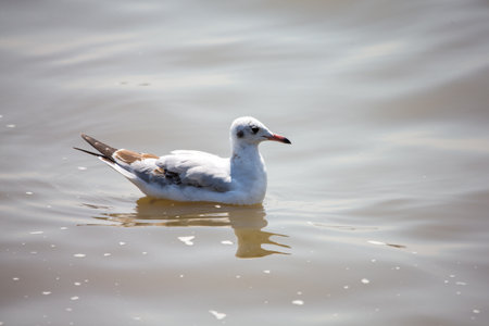 Seagull at Bangpoo, Thailandの写真素材