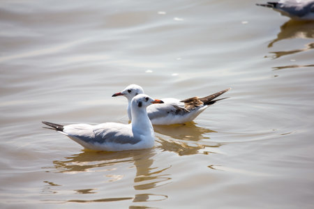 Seagull at Bangpoo, Thailandの写真素材