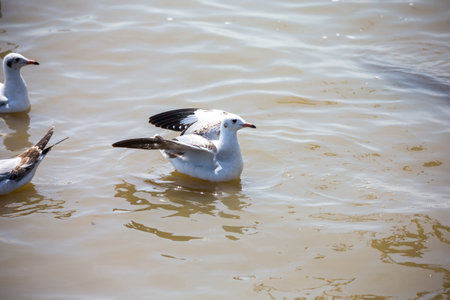 Seagull at Bangpoo, Thailandの写真素材