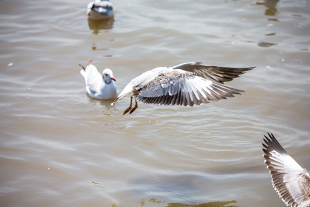 Seagull at Bangpoo, Thailand