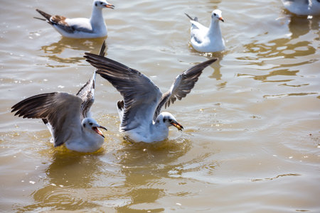 Seagull at Bangpoo, Thailandの写真素材