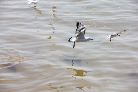 Seagull at Bangpoo, Thailand