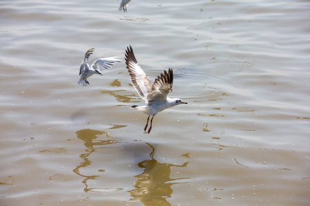 Seagull at Bangpoo, Thailandの写真素材