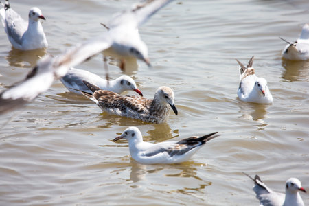 Seagull at Bangpoo, Thailandの写真素材