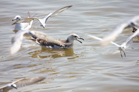 Seagull at Bangpoo, Thailandの写真素材