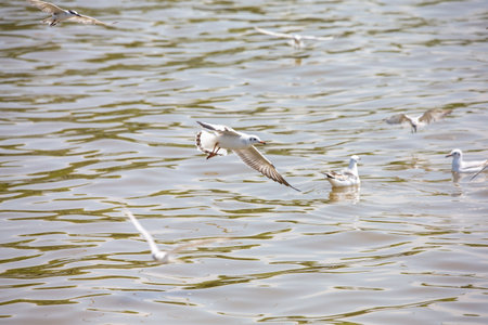 Seagull at Bangpoo, Thailandの写真素材