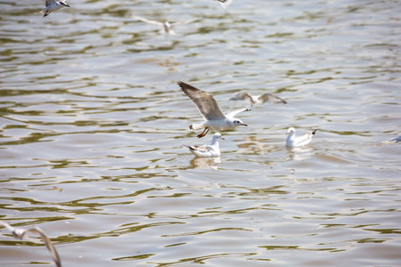 Seagull at Bangpoo, Thailandの写真素材