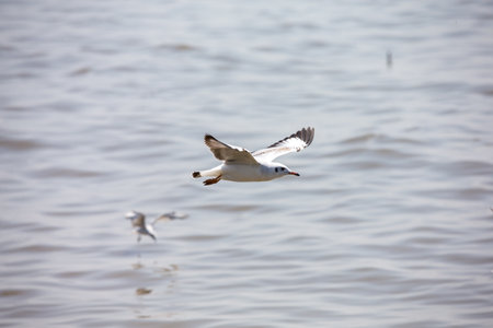 Seagull at Bangpoo, Thailandの写真素材