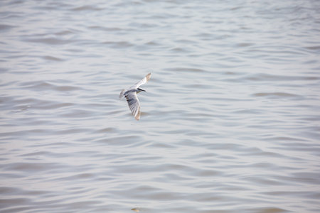 Seagull at Bangpoo, Thailandの写真素材